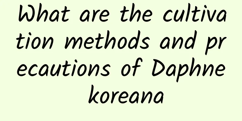 What are the cultivation methods and precautions of Daphne koreana