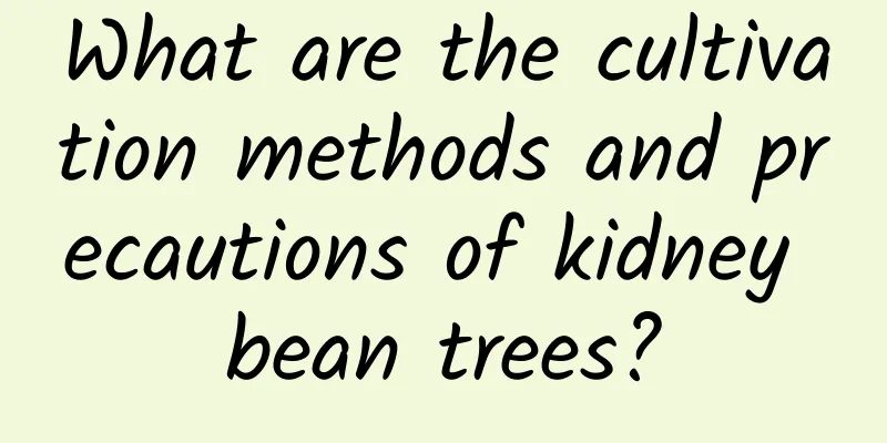 What are the cultivation methods and precautions of kidney bean trees?
