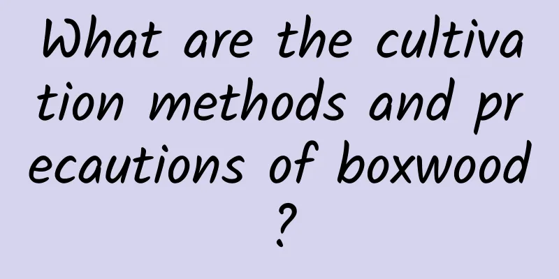 What are the cultivation methods and precautions of boxwood?