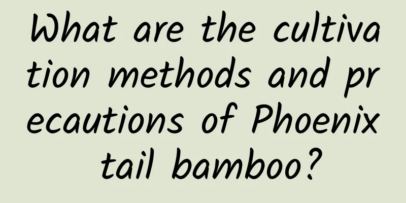 What are the cultivation methods and precautions of Phoenix tail bamboo?