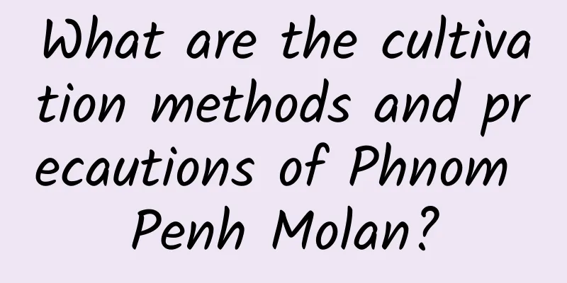 What are the cultivation methods and precautions of Phnom Penh Molan?