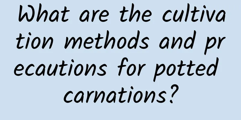 What are the cultivation methods and precautions for potted carnations?