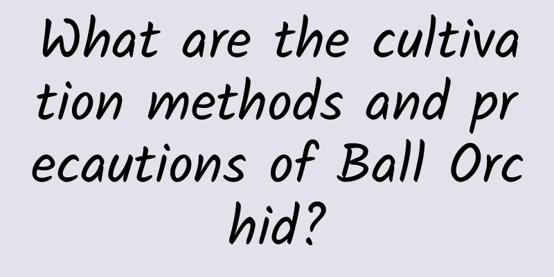 What are the cultivation methods and precautions of Ball Orchid?