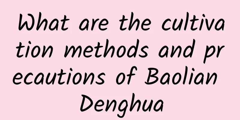 What are the cultivation methods and precautions of Baolian Denghua