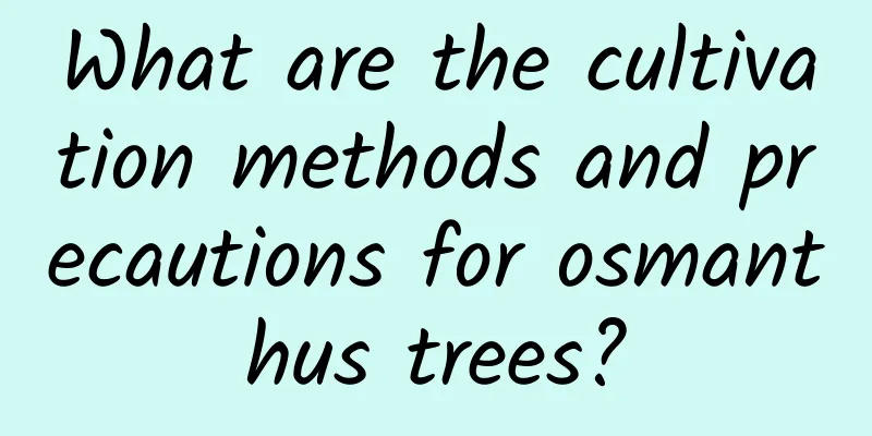 What are the cultivation methods and precautions for osmanthus trees?