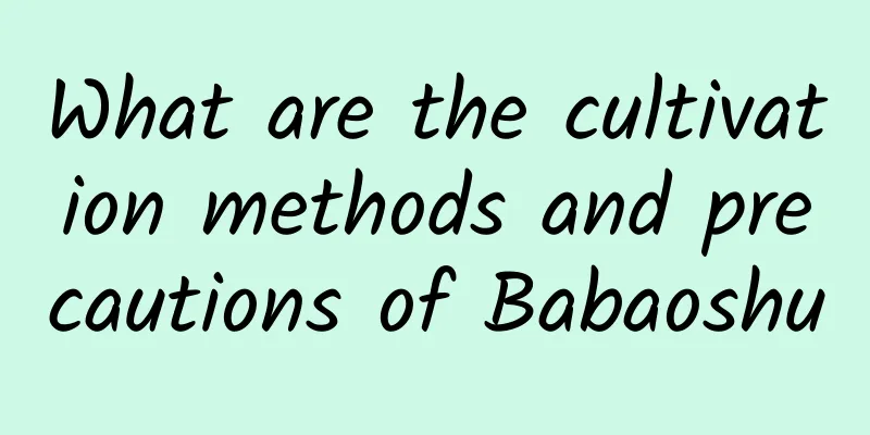 What are the cultivation methods and precautions of Babaoshu