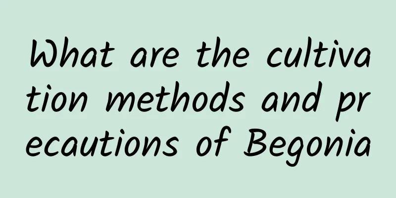 What are the cultivation methods and precautions of Begonia
