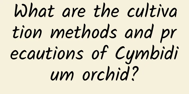 What are the cultivation methods and precautions of Cymbidium orchid?
