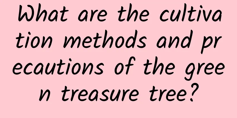 What are the cultivation methods and precautions of the green treasure tree?