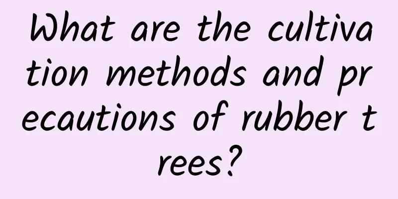 What are the cultivation methods and precautions of rubber trees?
