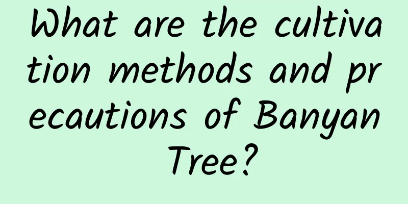 What are the cultivation methods and precautions of Banyan Tree?