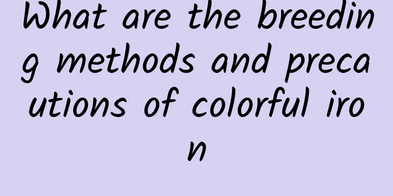 What are the breeding methods and precautions of colorful iron