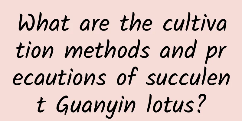 What are the cultivation methods and precautions of succulent Guanyin lotus?