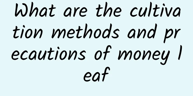 What are the cultivation methods and precautions of money leaf