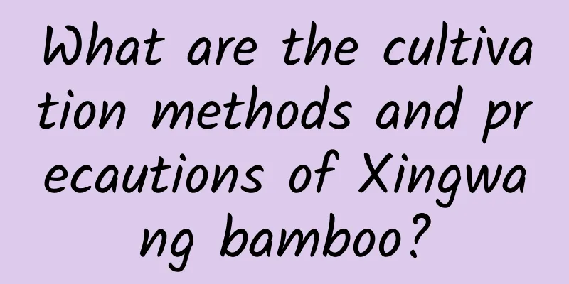 What are the cultivation methods and precautions of Xingwang bamboo?