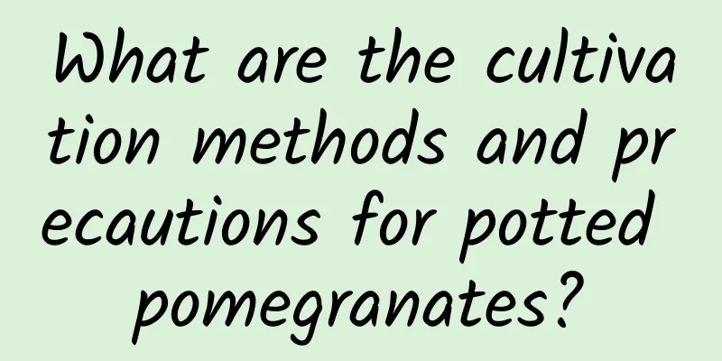 What are the cultivation methods and precautions for potted pomegranates?