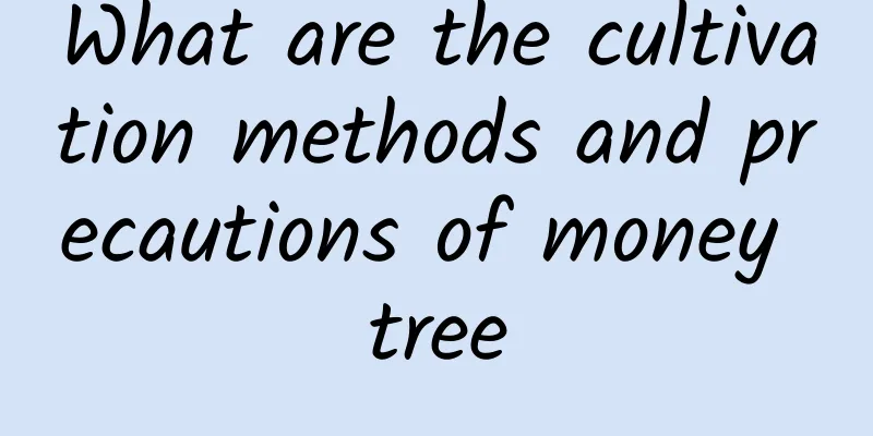 What are the cultivation methods and precautions of money tree