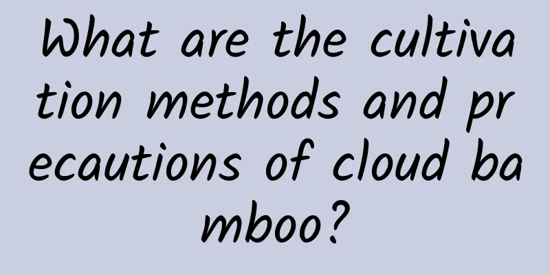 What are the cultivation methods and precautions of cloud bamboo?