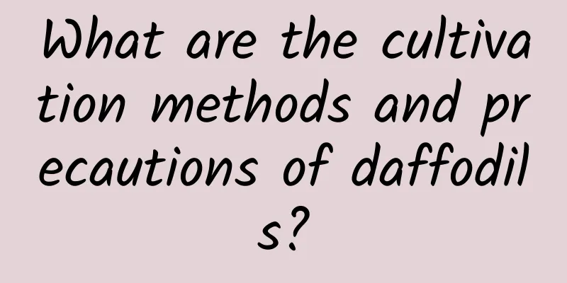 What are the cultivation methods and precautions of daffodils?