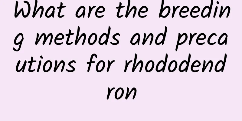 What are the breeding methods and precautions for rhododendron