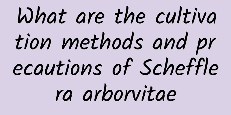 What are the cultivation methods and precautions of Schefflera arborvitae