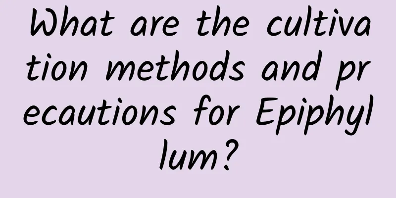 What are the cultivation methods and precautions for Epiphyllum?