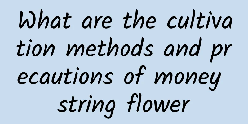 What are the cultivation methods and precautions of money string flower