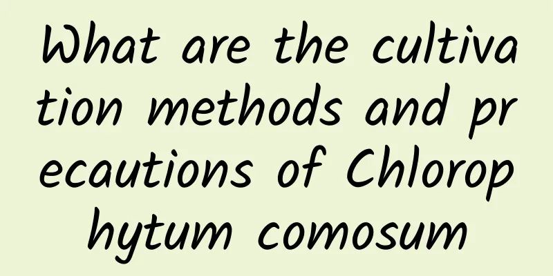 What are the cultivation methods and precautions of Chlorophytum comosum