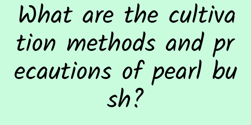 What are the cultivation methods and precautions of pearl bush?