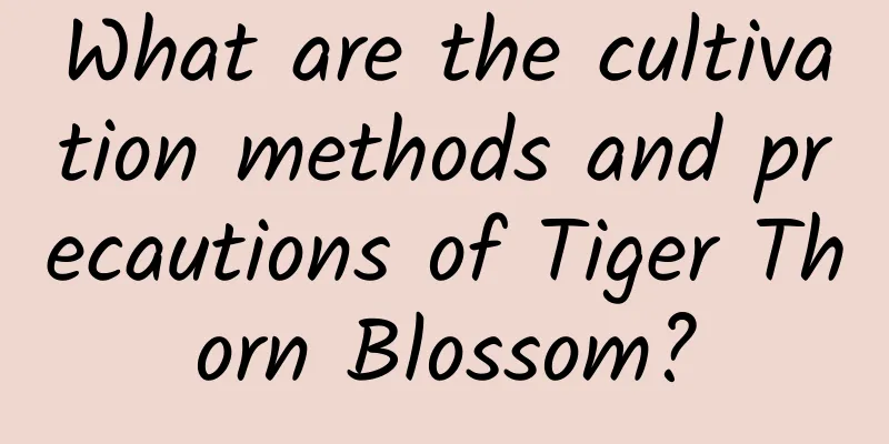 What are the cultivation methods and precautions of Tiger Thorn Blossom?
