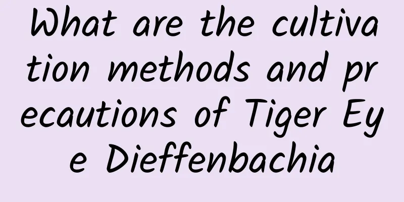 What are the cultivation methods and precautions of Tiger Eye Dieffenbachia