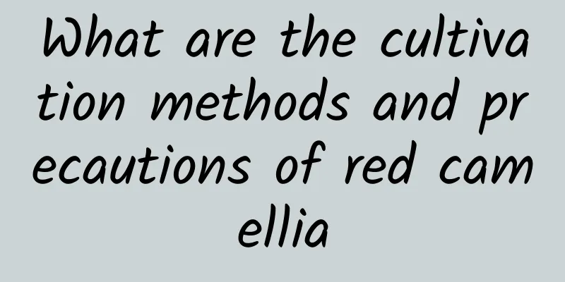 What are the cultivation methods and precautions of red camellia