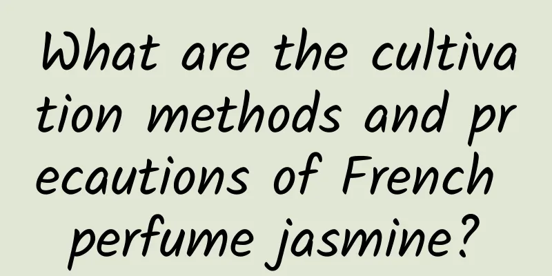 What are the cultivation methods and precautions of French perfume jasmine?