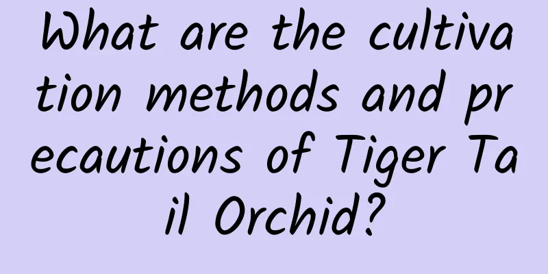 What are the cultivation methods and precautions of Tiger Tail Orchid?