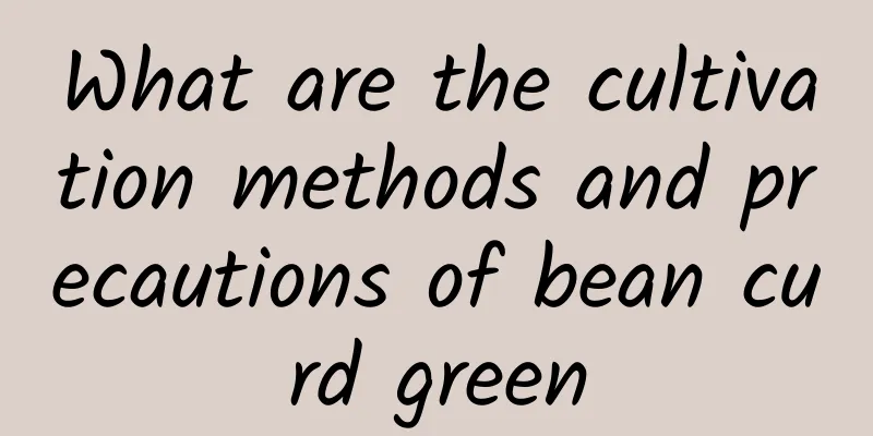 What are the cultivation methods and precautions of bean curd green