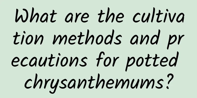 What are the cultivation methods and precautions for potted chrysanthemums?