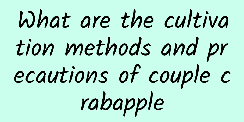 What are the cultivation methods and precautions of couple crabapple