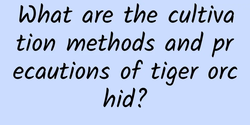 What are the cultivation methods and precautions of tiger orchid?
