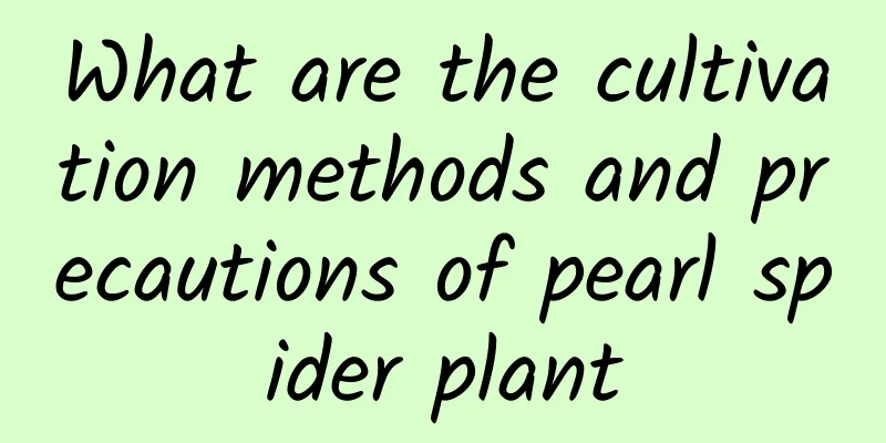 What are the cultivation methods and precautions of pearl spider plant