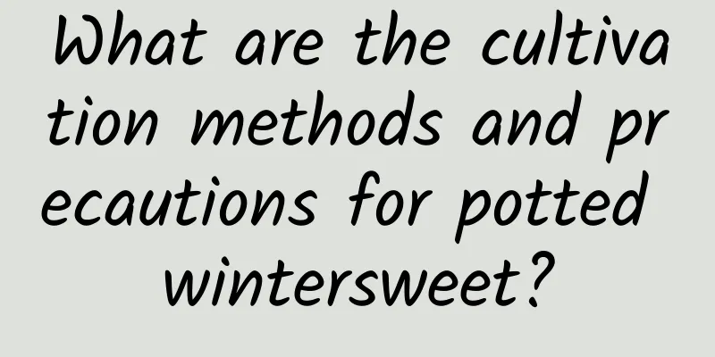 What are the cultivation methods and precautions for potted wintersweet?