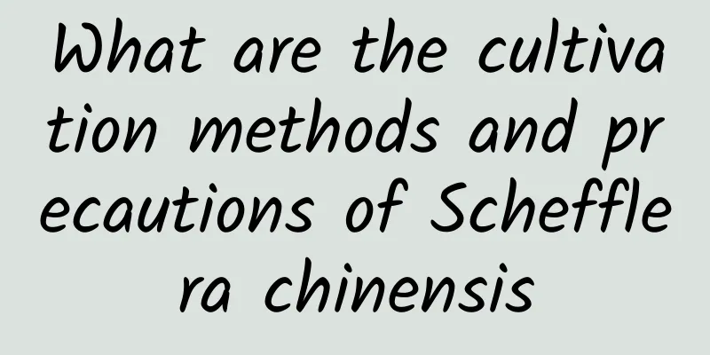 What are the cultivation methods and precautions of Schefflera chinensis