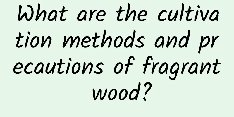 What are the cultivation methods and precautions of fragrant wood?