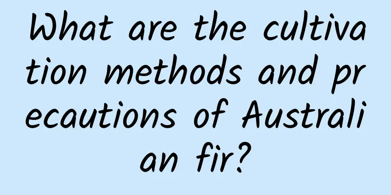 What are the cultivation methods and precautions of Australian fir?