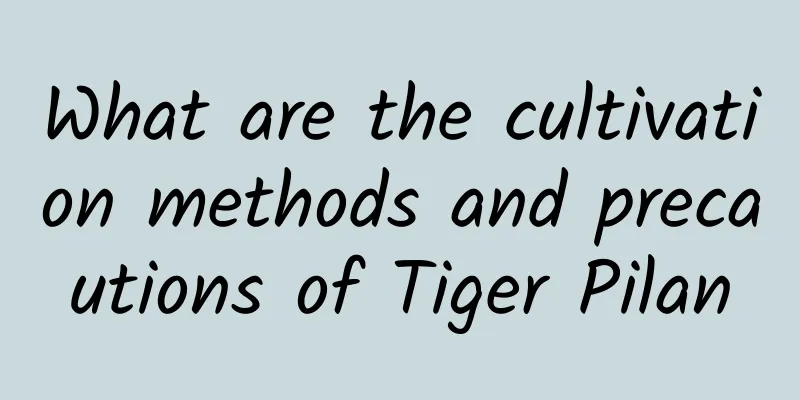 What are the cultivation methods and precautions of Tiger Pilan