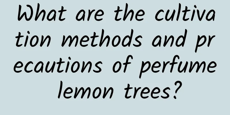 What are the cultivation methods and precautions of perfume lemon trees?