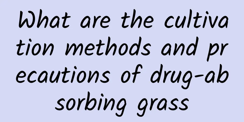 What are the cultivation methods and precautions of drug-absorbing grass