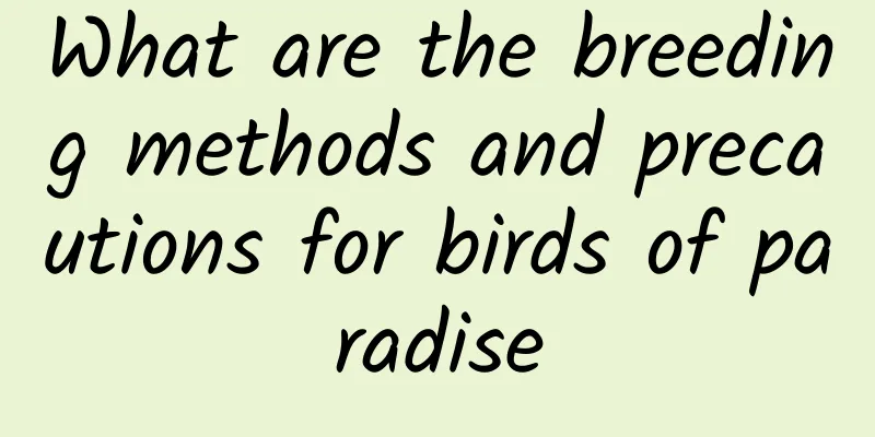 What are the breeding methods and precautions for birds of paradise