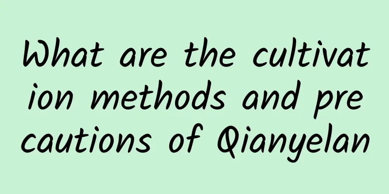 What are the cultivation methods and precautions of Qianyelan