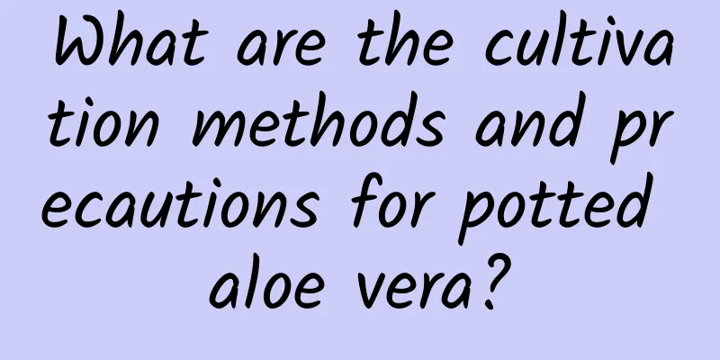 What are the cultivation methods and precautions for potted aloe vera?