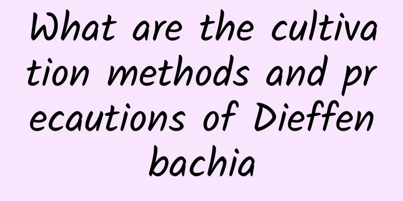 What are the cultivation methods and precautions of Dieffenbachia